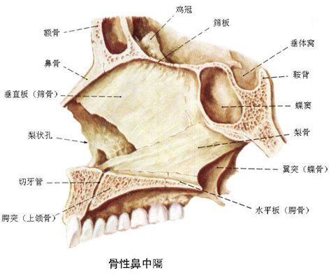 鼻子部位|鼻（嗅觉器官）